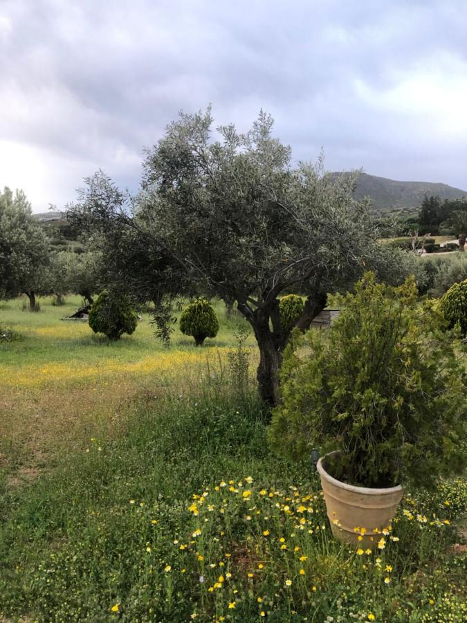 Olive Grove Guest House Anavyssos Exterior photo