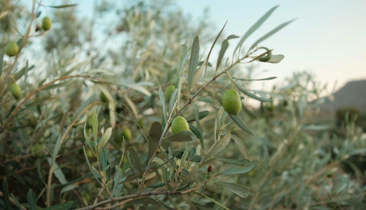 Olive Grove Guest House Anavyssos Exterior photo